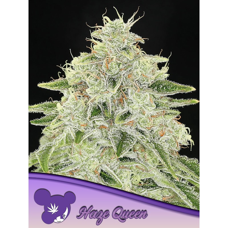 HAZE QUEEN · Anesia Seeds · cannabis seeds · Fem