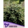 HINDU KUSH · Anesia Seeds · kenevir tohum · Fem
