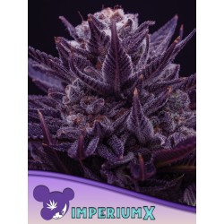 IMPERIUM X  · Anesia Seeds · kenevir tohum · Fem