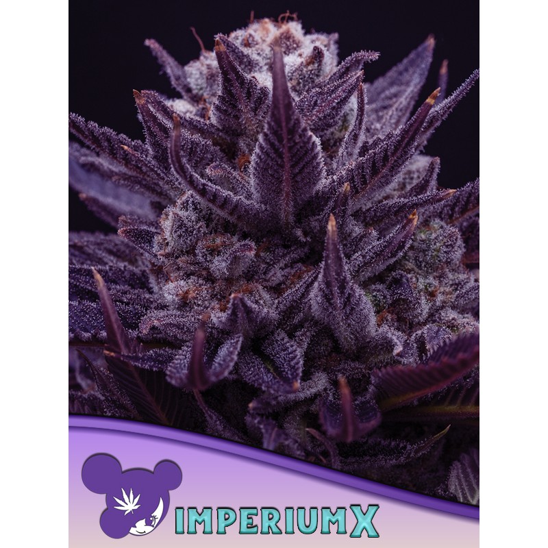 IMPERIUM X  · Anesia Seeds · kenevir tohum · Fem