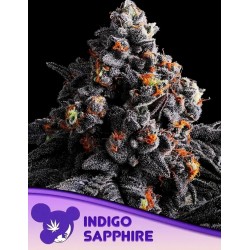 INDIGO SAPPHIRE · Anesia Seeds · kenevir tohum · Fem