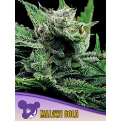 MALAWI GOLD · Anesia Seeds · cannabis seeds · Fem