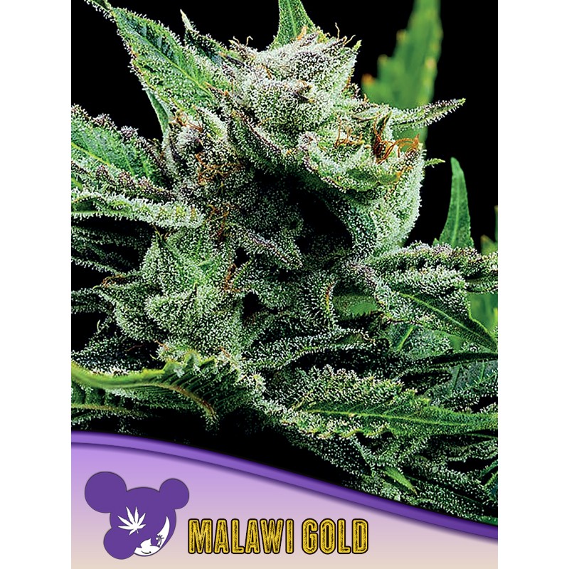 MALAWI GOLD · Anesia Seeds · cannabis seeds · Fem