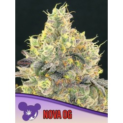 NOVA OG · Anesia Seeds · kenevir tohum · Fem