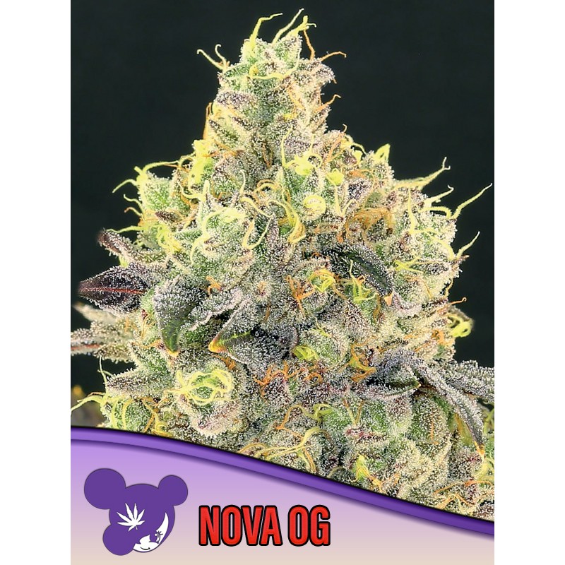 NOVA OG · Anesia Seeds · kenevir tohum · Fem