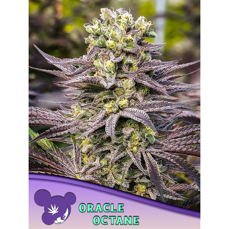 ORACLE OCTANE · Anesia Seeds · kenevir tohum · Fem
