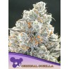 ORIGINAL GORILLA 4 · Anesia Seeds · cannabis seeds · Fem