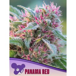 PANAMA RED · Anesia Seeds · kenevir tohum · Fem