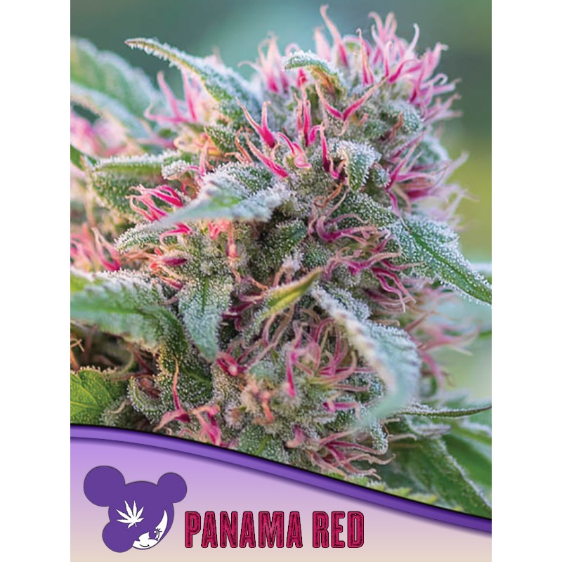 PANAMA RED· Anesia Seeds · cannabis seeds · Fem