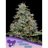 PINK MATCHA SLUSH · Anesia Seeds · kenevir tohum · Fem