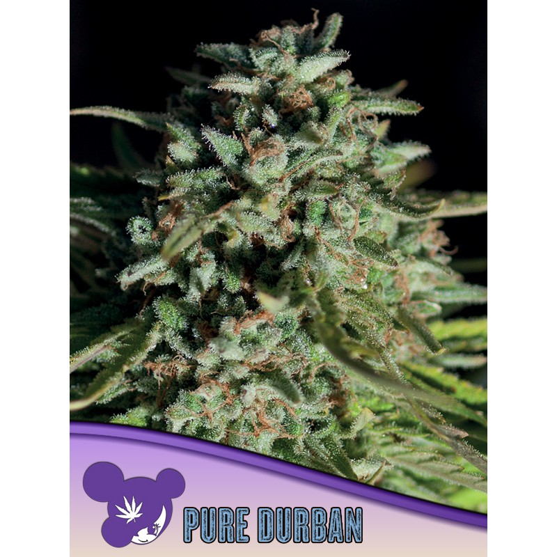 PURE DURBAN · Anesia Seeds · cannabis seeds · Fem