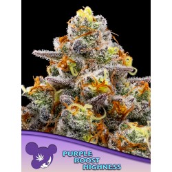 PURPLE BOOST HIGHNESS · Anesia Seeds · kenevir tohum · Fem