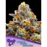 PURPLE BOOST HIGHNESS · Anesia Seeds · kenevir tohum · Fem