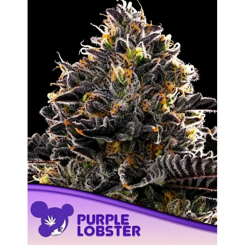 PURPLE LOBSTER · Anesia Seeds · cannabis seeds · Fem