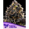 PURPLE LOBSTER · Anesia Seeds · kenevir tohum · Fem