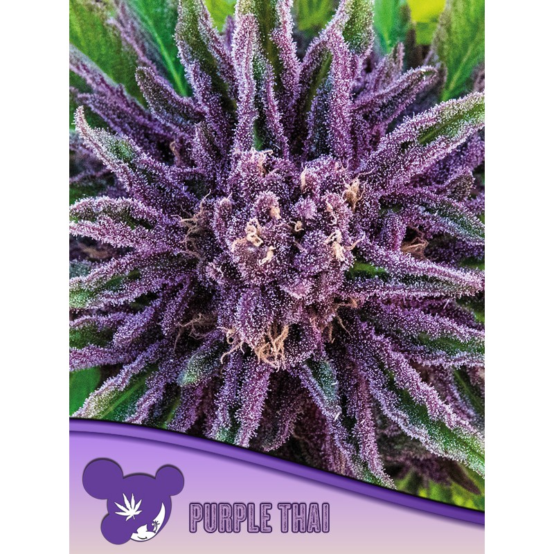 PURPLE THAI · Anesia Seeds · kenevir tohum · Fem