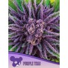 PURPLE THAI  · Anesia Seeds · cannabis seeds · Fem