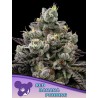 RED BANANA PUDDING · Anesia Seeds · kenevir tohum · Fem