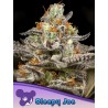 SLEEPY JOE · Anesia Seeds · kenevir tohum · Fem