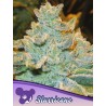 SLURRICANE · Anesia Seeds · kenevir tohum · Fem