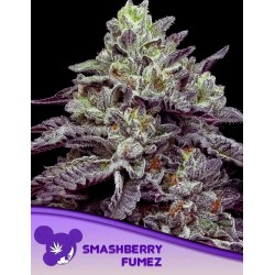 SMASHBERRY FUMEZ · Anesia Seeds · kenevir tohum · Fem