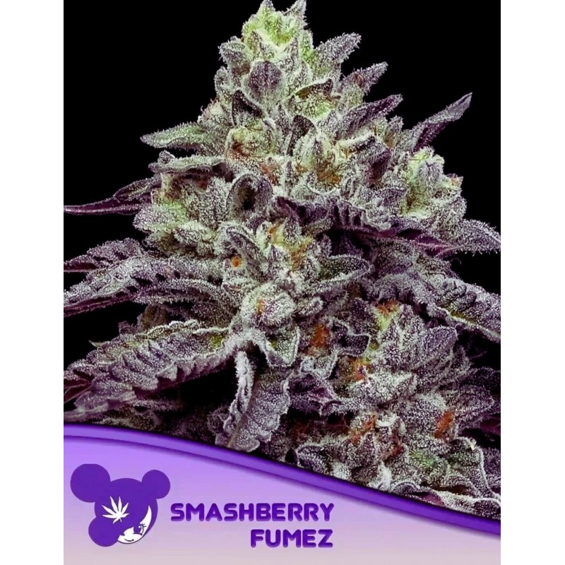 SMASHBERRY FUMEZ · Anesia Seeds · kenevir tohum · Fem