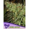 SOUR APPLE · Anesia Seeds · cannabis seeds · Fem