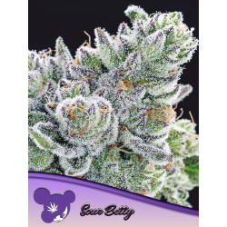 SOUR BETTY · Anesia Seeds · kenevir tohum · Fem