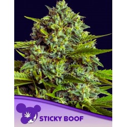 STICKY BOOF · Anesia Seeds · cannabis seeds · Fem