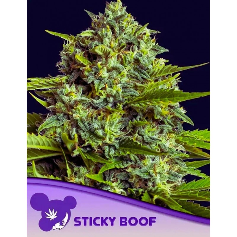 STICKY BOOF · Anesia Seeds · kenevir tohum · Fem