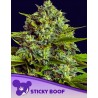 STICKY BOOF · Anesia Seeds · kenevir tohum · Fem