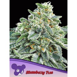 STRAWBERRY TREE · Anesia Seeds · cannabis seeds · Fem