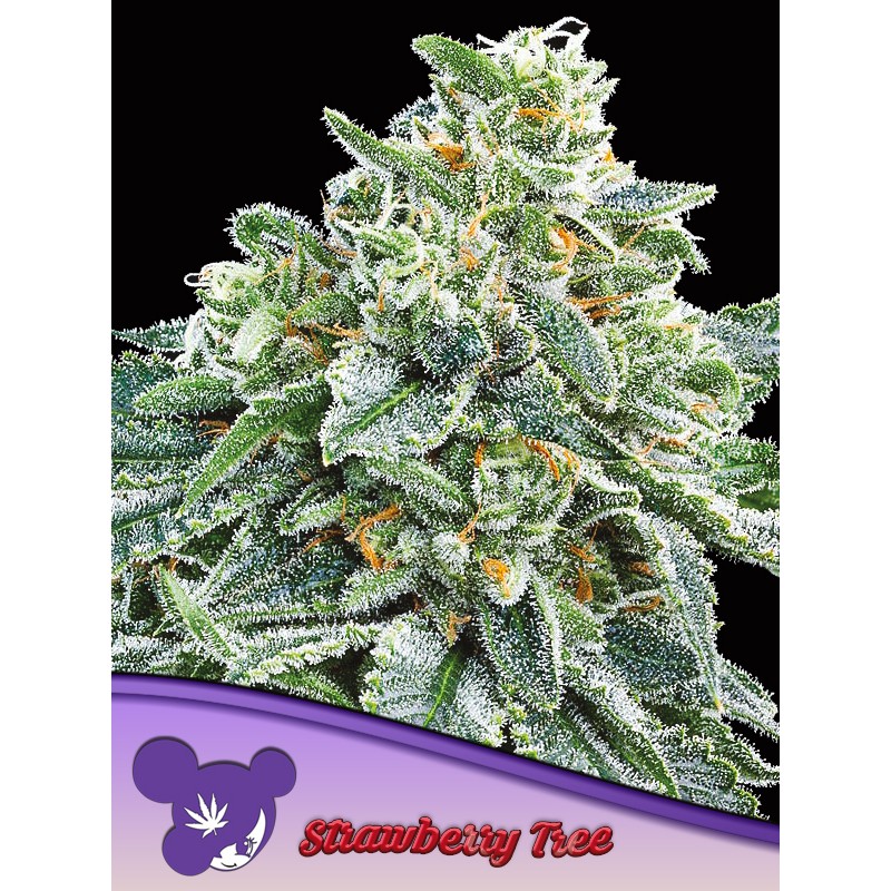 STRAWBERRY TREE · Anesia Seeds · kenevir tohum · Fem