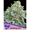 STRAWBERRY TREE · Anesia Seeds · kenevir tohum · Fem
