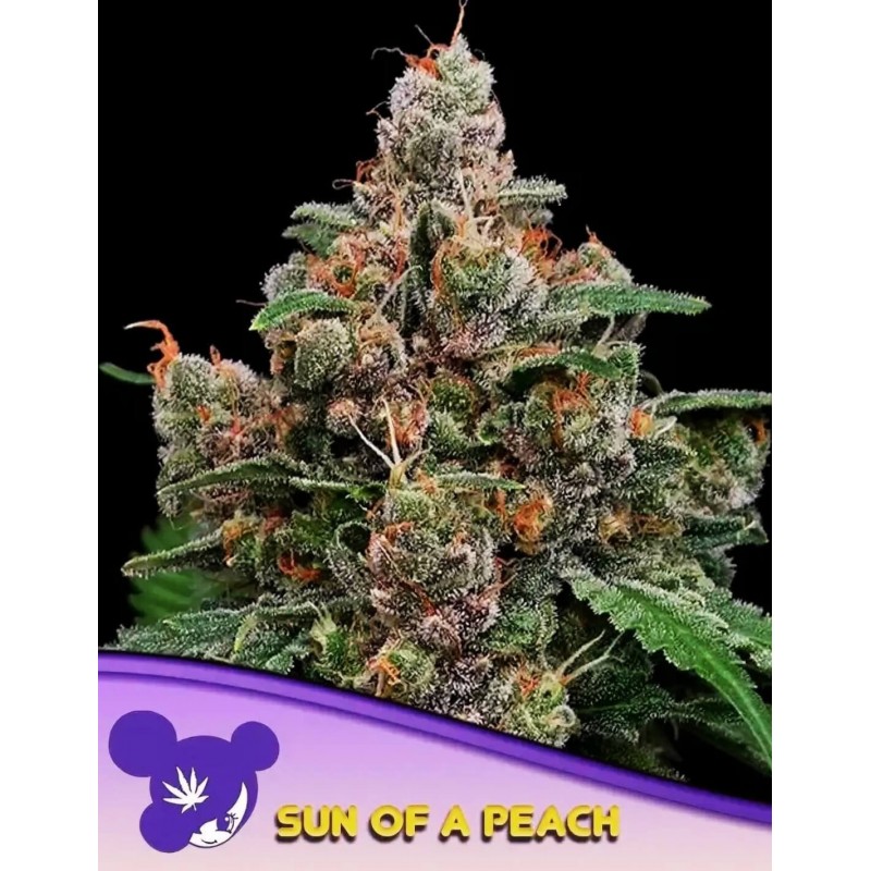 SUN OF A PEACH · Anesia Seeds · cannabis seeds · Fem