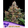 SUN OF A PEACH · Anesia Seeds · cannabis seeds · Fem
