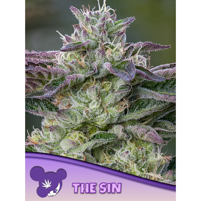 THE SIN · Anesia Seeds · cannabis seeds · Fem