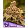 UMME · Anesia Seeds · cannabis seeds · Fem