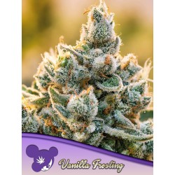 VANILLA FROSTING · Anesia Seeds · kenevir tohum · Fem