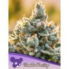 VANILLA FROSTING · Anesia Seeds · cannabis seeds · Fem