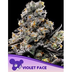 VIOLET FACE · Anesia Seeds · cannabis seeds · Fem