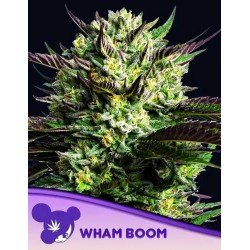 WHAM BOOM · Anesia Seeds · kenevir tohum · Fem