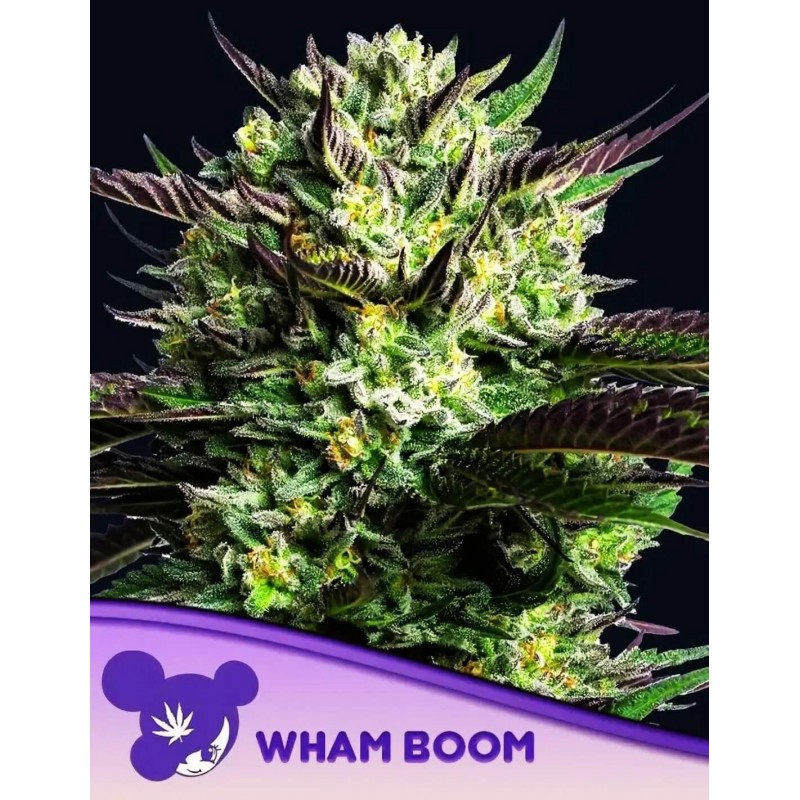WHAM BOOM · Anesia Seeds · cannabis seeds · Fem