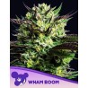 WHAM BOOM · Anesia Seeds · kenevir tohum · Fem