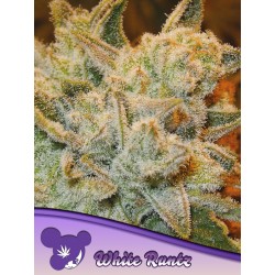 WHITE RUNTZ · Anesia Seeds · kenevir tohum · Fem