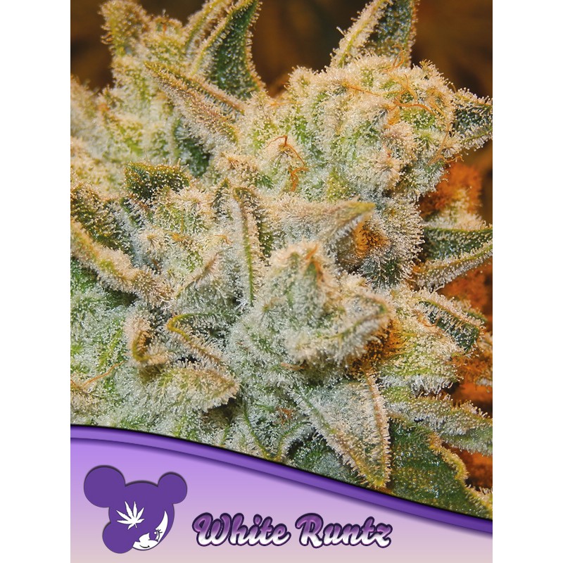 WHITE RUNTZ · Anesia Seeds · kenevir tohum · Fem