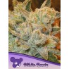 WHITE RUNTZ · Anesia Seeds · kenevir tohum · Fem