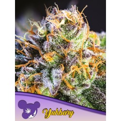 YUHBARY  · Anesia Seeds ·...
