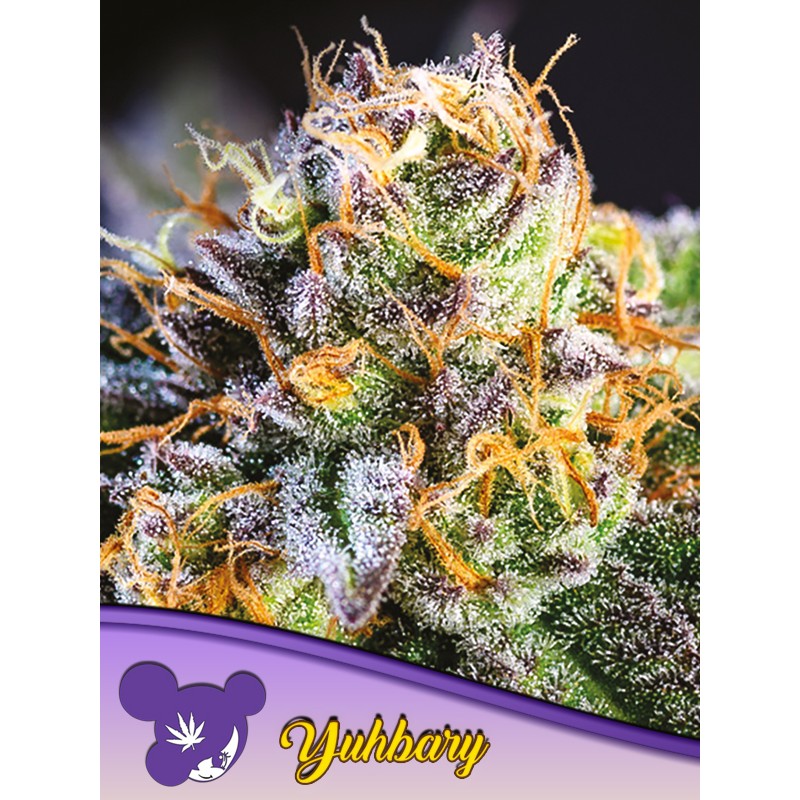 YUHBARY  · Anesia Seeds · kenevir tohum · Fem