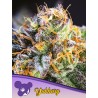 YUHBARY  · Anesia Seeds · kenevir tohum · Fem